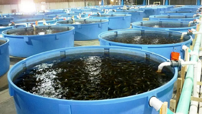 Sistem de monitorizare și control al factorilor biologici în fermă piscicolă